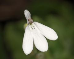 Rhinacanthus xerophilus