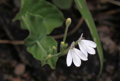 Rhinacanthus xerophilus