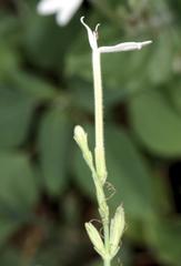 Rhinacanthus xerophilus