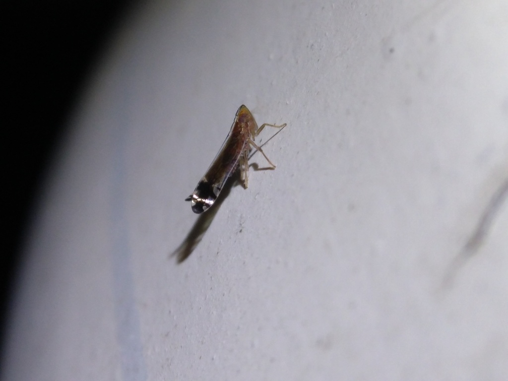 Stenocranus acutus