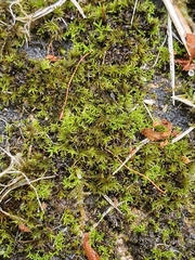 Pseudocrossidium revolutum