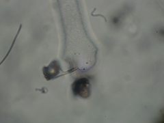 Choanephora infundibulifera