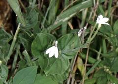 Rhinacanthus xerophilus