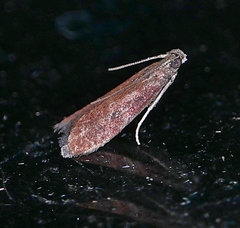 Varneria postremella