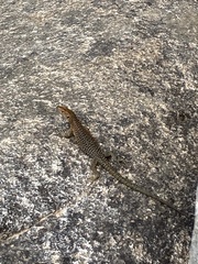 Archaeolacerta bedriagae