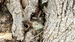 Sceloporus siniferus
