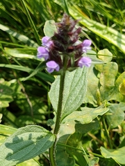 Prunella vulgaris vulgaris