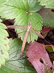 Tipula maxima
