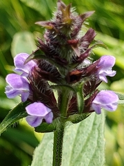 Prunella vulgaris vulgaris