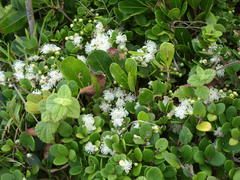 Eugenia capensis capensis