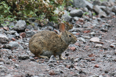 Sylvilagus andinus