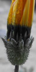 Gazania splendidissima