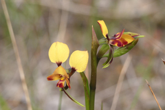 Diuris brachyscapa