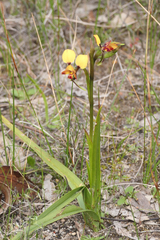 Diuris brachyscapa