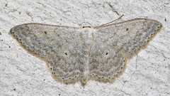 Scopula incanata