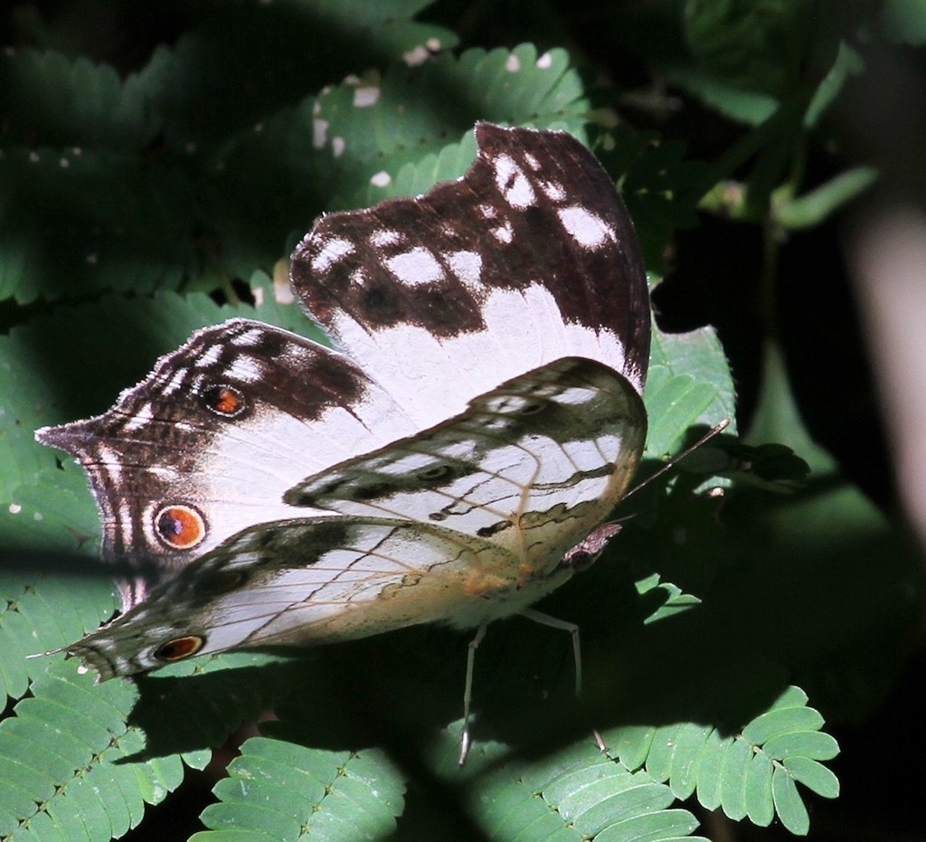 Protogoniomorpha anacardii