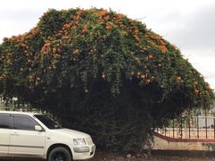 Pyrostegia