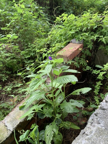 Stachytarpheta urticifolia iNat (2)
