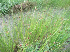 Bolboschoenus planiculmis