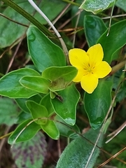 Lysimachia azorica