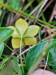 Lysimachia azorica