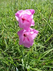 Gladiolus ochroleucus