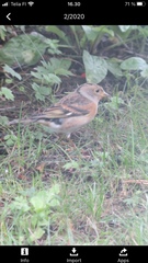 Fringilla montifringilla