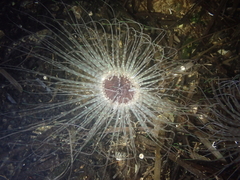 Pachycerianthus solitarius