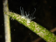 Bunodeopsis strumosa