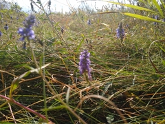 Veronica spicata