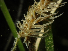 Paranemonia cinerea