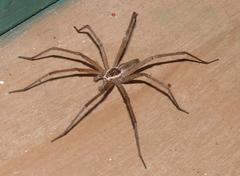 Euprosthenops