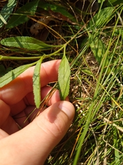 Veronica spicata
