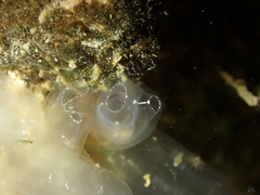 Clavelina oblonga