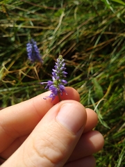 Veronica spicata