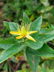 Hypericum foliosum