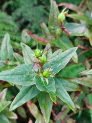 Hypericum foliosum