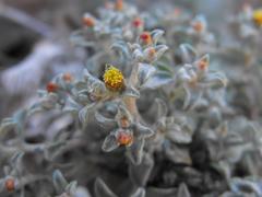 Helichrysum obtusum