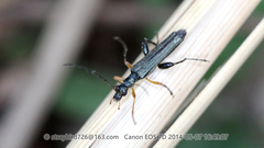 Oedemera satoi
