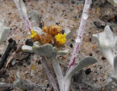 Helichrysum dunense