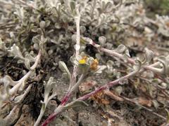 Helichrysum dunense