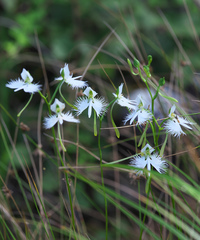 Pecteilis radiata
