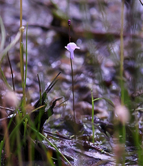 Utricularia minutissima