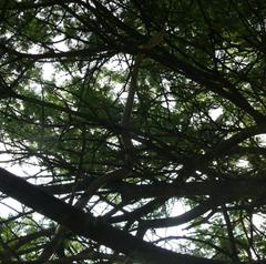 Dispholidus typus typus