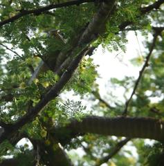 Dispholidus typus typus