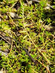 Crassula helmsii
