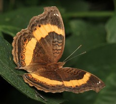 Junonia elgiva