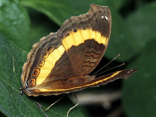 Yellow-banded Pansy