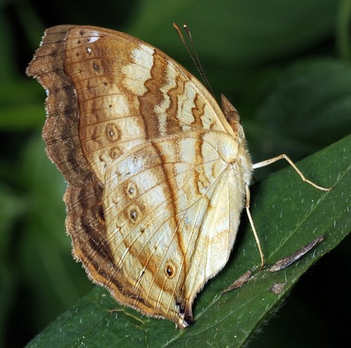 Yellow-banded Pansy