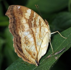 Junonia elgiva